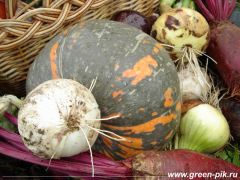 Овощи выращенные с использованием биогумуса
