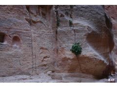 Капля Гумистара… и из камня растет куст